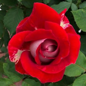 Meet your Posher, Meredith